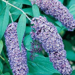 Butterfly Bush 'Lavender Cupcake'