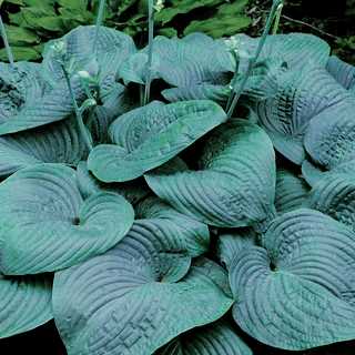 Hosta 'Humpback Whale'