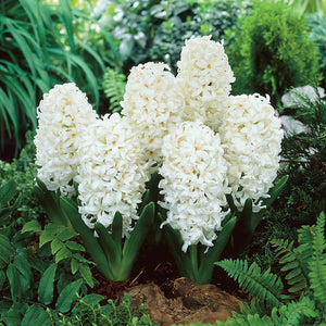 Hyacinth 'Carnegie'