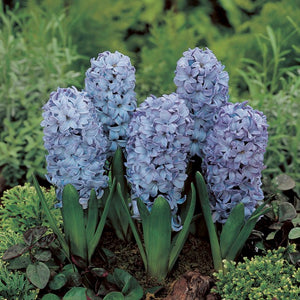 Hyacinth 'Delft Blue'