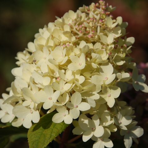 Hydrangea 'Limelight' - Tree Form