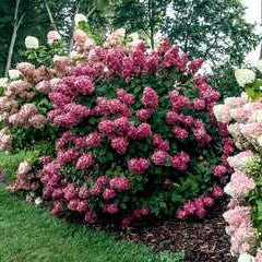 Hydrangea 'Fire Light'
