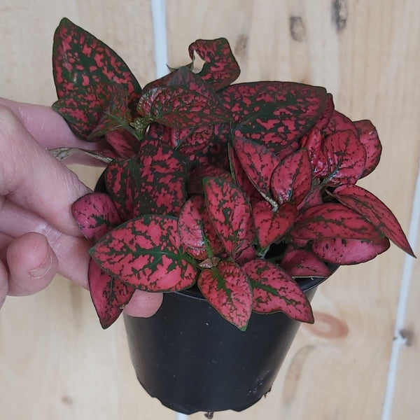 Hypoestes 'Polka Dot' Plant 4"