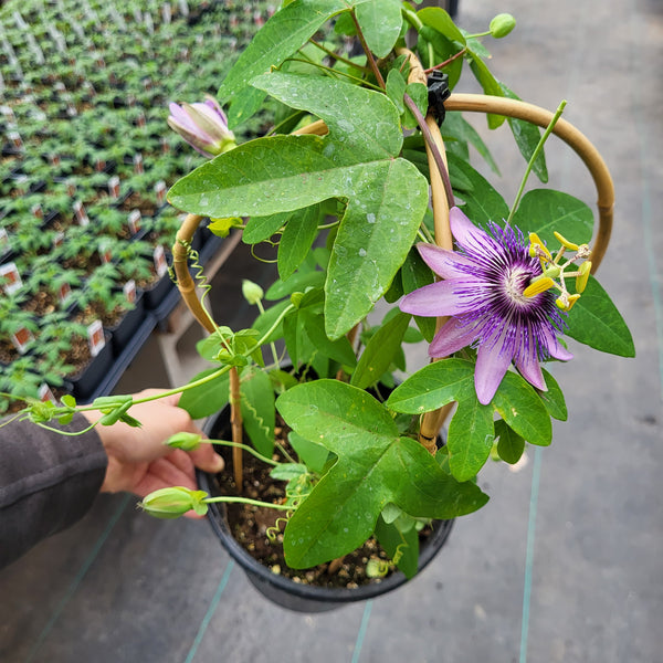 Passiflora 'Passion Flower' Trellis