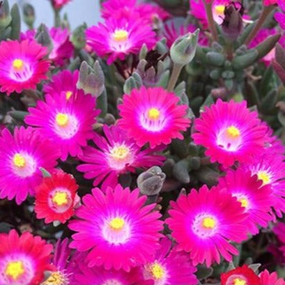 Ice Plant 'Jewel of Desert Amethyst'