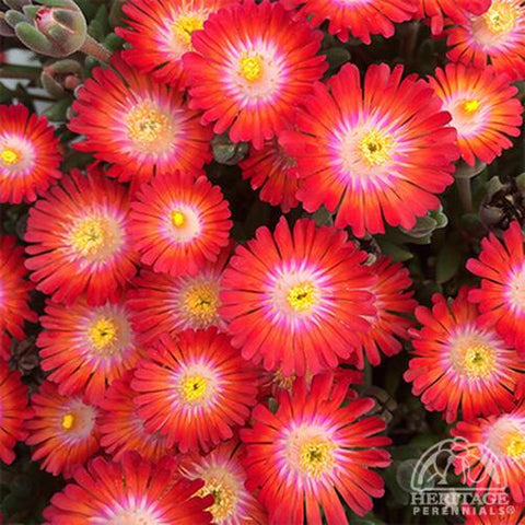 Ice Plant 'Jewel of Desert Grenade'