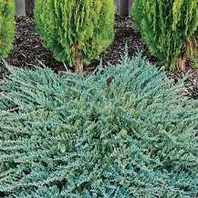 Juniper 'Icee Blue'