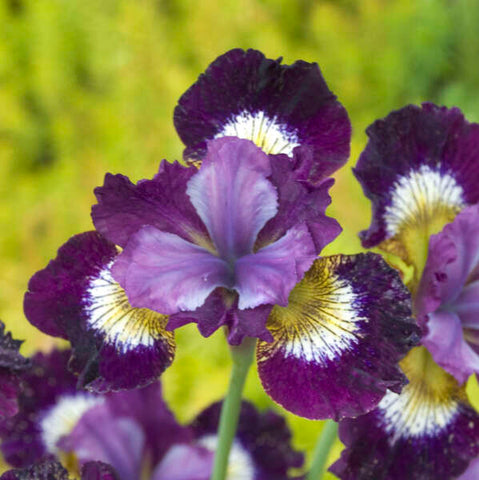 Iris 'Jewelled Crown'