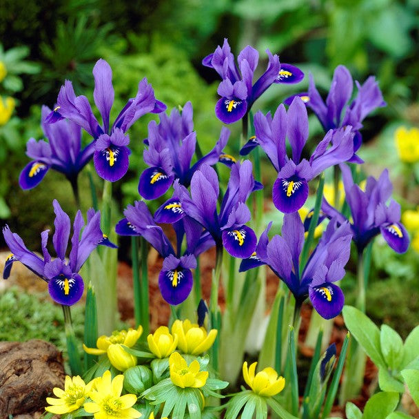 Iris reticulata 'Harmony'