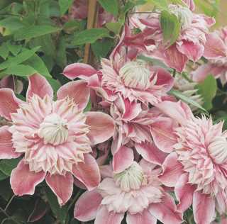 Clematis 'Josephine'