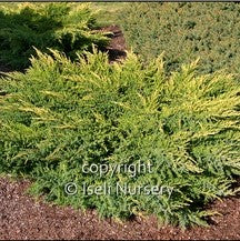 Juniper 'Daub's Frosted'