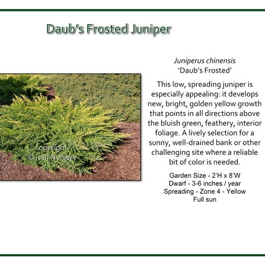 Juniper 'Daub's Frosted'