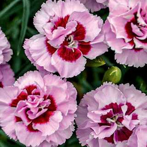 Dianthus Pretty Poppers 'Kiss and Tell'
