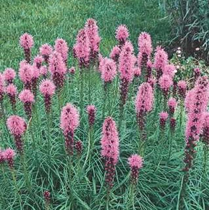 Liatris 'Kobold'