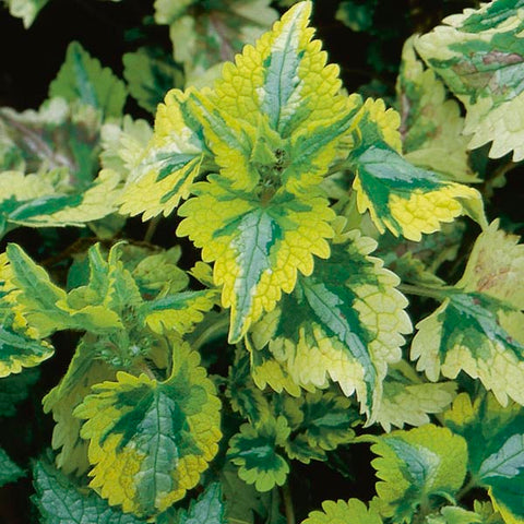 Lamium 'Anne Greenaway'