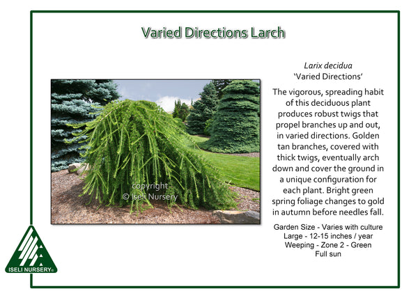 Varied Directions Larch