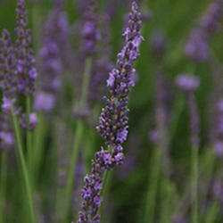 Lavender 'Phenomenal'