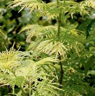 Sambucus 'Lemony Lace'