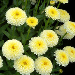 Shasta Daisy 'Luna'