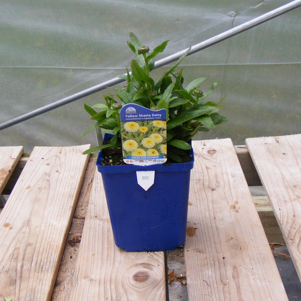 Shasta Daisy 'Luna'