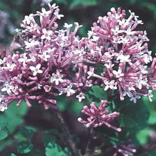 Lilac 'Palibin'
