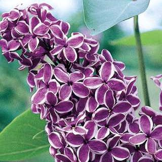 Lilac 'Sensation'