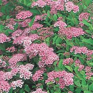 Spirea 'Little Princess'