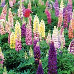 Lupine 'Popsicle' Mixture