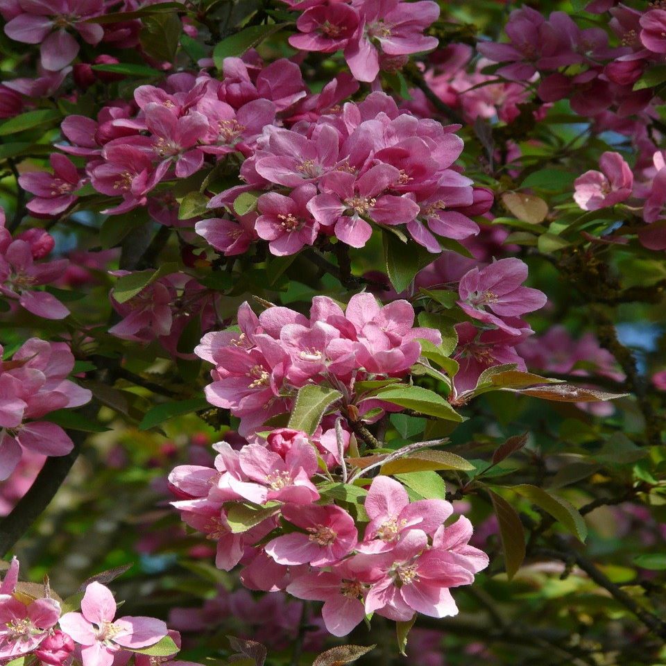 Crabapple 'Makamic'