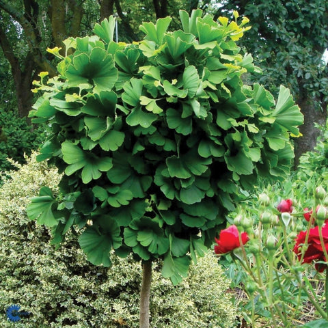 Ginkgo 'Mariken' - Tree Form