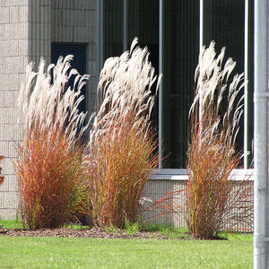 Miscanthus ‘Purpurescens’ Flame Grass
