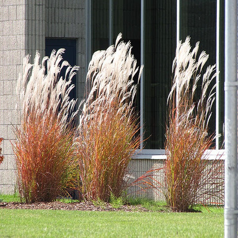 Miscanthus ‘Purpurescens’ Flame Grass