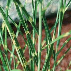 Porcupine Grass 'Strictus'