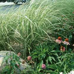 Japanese Silver Grass 'Variegatus'