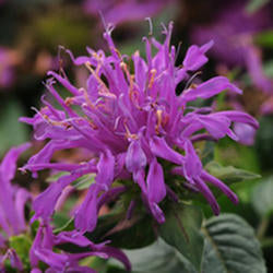 Beebalm 'Balmy Lilac'