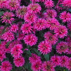 Beebalm ‘Bubblegum Blast’