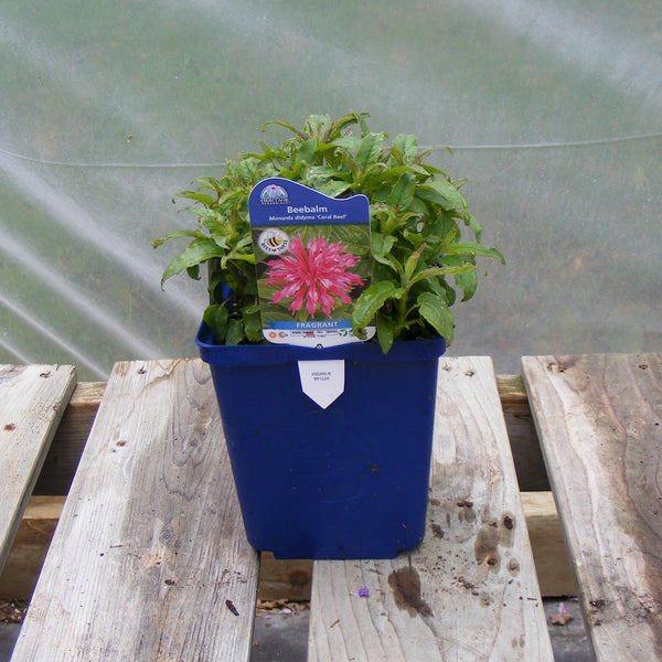 Beebalm 'Coral Reef'