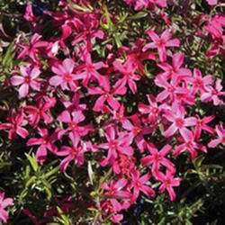 Moss Phlox 'Scarlet Flame'