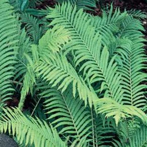 Ostrich Fern