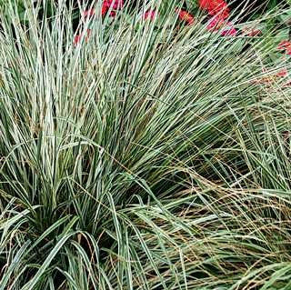 Variegated Feather Reed Grass 'Overdam'