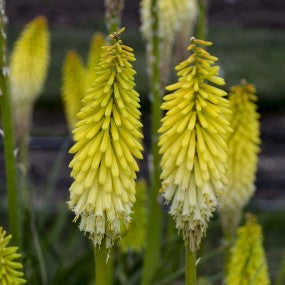 Red Hot Poker 'Flashpoint'