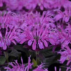 Monarda (Beebalm) 'Leading Lady Plum' PW