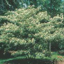 Pagoda Dogwood