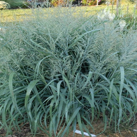 Switch Grass 'Niagara Falls'