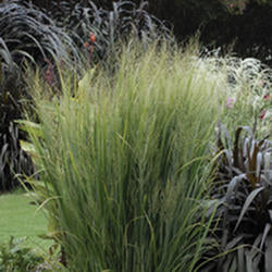 Switch Grass 'Northwind'