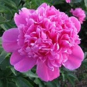 Peony 'Amabalis'