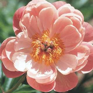 Peony 'Coral Charm'