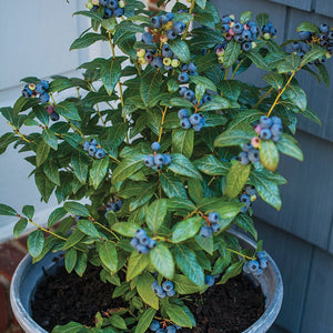 Blueberry 'Perpetua'