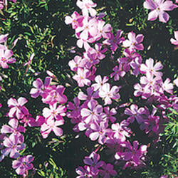 Moss Phlox 'Emerald Pink'