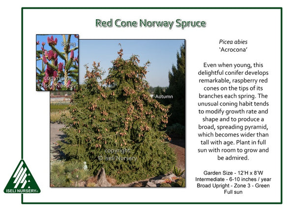 Red Cone Norway Spruce 'Acrocona'